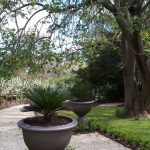 Large terracotta planter in garden